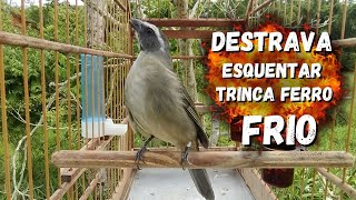 ESQUENTAR TRINCA FERRO FRIO 🟢O MELHOR VÍDEO PARA ESQUENTAR TRINCA FERRO COM TRINCA FERRO NO MATO🟢 [upl. by Artap435]