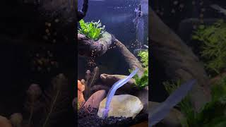 Dragon Goby dragonfish aquarium freshwaterangelfish [upl. by Atis177]