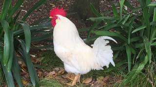 White leghorn rooster crowing in the morning [upl. by Shult]