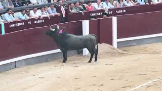 Salida 1º toro de VICTORINO MARTÍN quotMATACANESquot  5junio2024  Las Ventas [upl. by Minardi551]