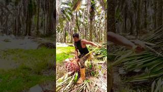 Both harvesting and taking palm fruit are difficultviralshortpalmgardenmalaysiafarmingfishing [upl. by Oilla916]