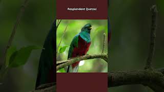 Resplendent Quetzal [upl. by Nicki]