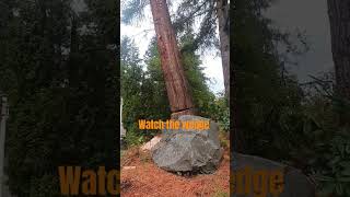 Tattletale Wedge olympia washington pnw arborist treeremoval treefelling wood sequoia [upl. by Nnanaej]