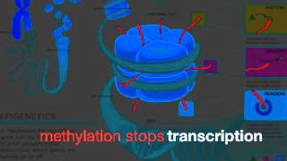 Gene Expression Review Song [upl. by Wright]