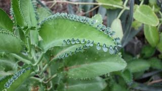 Kalanchoe daigremontiana Aranto uso medicinal [upl. by Dana]