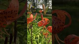 Tiger lilies are a’popping  the two giant ones have joined them [upl. by Boone]