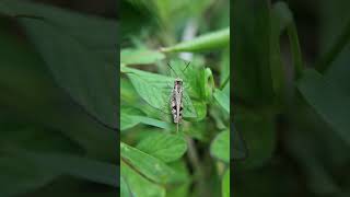 Locust 🦗🦗 locusts shortvideo nature pestcontrol natureinsects blackants [upl. by Asirrac]