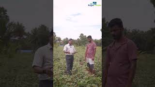 Red Cowpea as Intercrop in Coconut Farm [upl. by Sup]