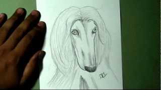 How to Draw Afghan Hound breed Dog face  YZArts  YZArts [upl. by Agnesse]