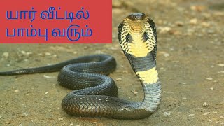 யார் வீட்டில் பாம்பு வ௫ம்🐍veetil paambu varamal iruka enna seiyalam [upl. by Nuli]