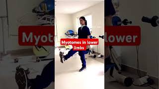 Myotomes in lower limb extremities [upl. by Gordy]