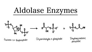 What are Aldolase Enzymes  MCAT Biochemistry  Foundational [upl. by Inoek]