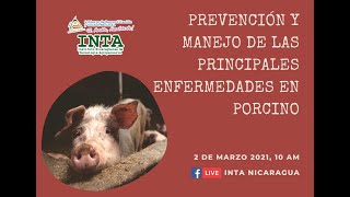 Prevención y manejo de las enfermedades en porcino [upl. by Acinoed156]