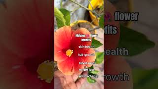 Hibiscus 🌺 flower benefits  planter lover short yt garden flowers shortvideo gardenvideo [upl. by Aicillyhp]