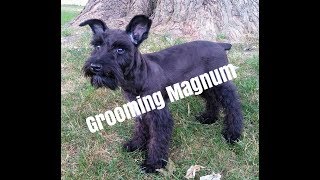 Grooming Magnum  Schnauzer Grooming  Grooming A Schnauzer Puppy [upl. by Aydni]