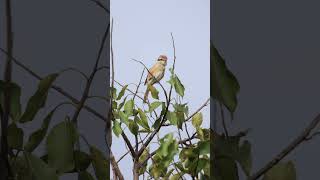 Brown Shrike brownshrike backyardwildlife birds birdsvideo birdsvoice morningvibes serenity [upl. by Novyert]