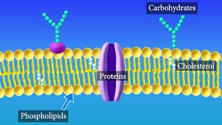 24 Plasma Membranes  AP Biology [upl. by Idnyc]