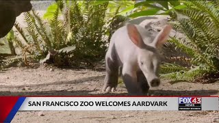 First baby aardvark born at San Diego Zoo Safari Park [upl. by Terchie]