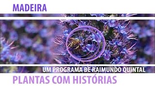 Plantas com Histórias  Plantas endémicas das montanhas da Madeira [upl. by Iht]