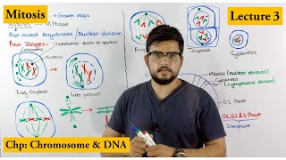 Mitosis  Stages of Mitosis  Cell cycle  Lecture 3 [upl. by Lemcke]