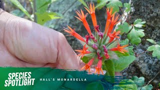 Species Spotlight Halls monardella [upl. by Swords]