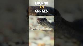 Iguana 🦎 vs Snake 🐍  Animals Battle shorts [upl. by Valerie]