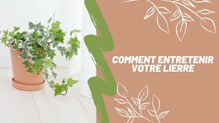 Comment entretenir votre lierre [upl. by Benetta864]