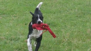 Sprollie  Springer Spaniel X Border Collie Charlie [upl. by Samp160]