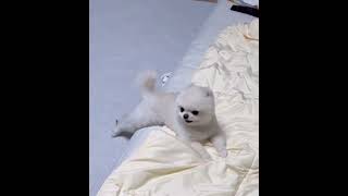 Pomeranian Pomeranian baby silly puppy cute dog [upl. by Burnett598]