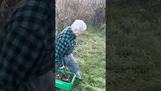 Jerusalem artichoke harvest artichokes sunchokes harvest est [upl. by Menendez457]