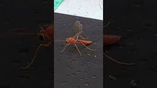 Backyard bug hunt  ichneumon wasp [upl. by Senaj]