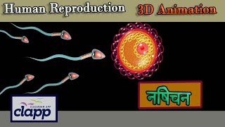 Fertilization 3D Animation [upl. by Steffane]