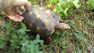 Tortoise back scratches [upl. by Hilliary]