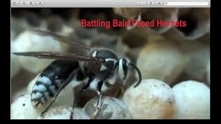 Battling Bald Faced Hornets [upl. by Delanos]