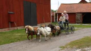 Four in hand with Mini Shetland Ponys [upl. by Hameean]