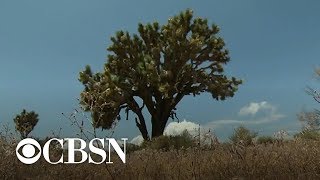 Joshua trees at risk of extinction from climate change [upl. by Kirkwood501]