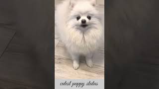 Angry 🐕 puppy barking sound viral shorts [upl. by Sudnac]