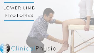 Lower Limb Myotomes  Clinical Physio [upl. by Cyprian877]