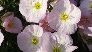 Best Perennials for Sun  Oenothera Sisikyou Evening Primrose [upl. by Asiralc]