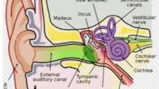 understanding the Vestibulocochlear nerve its anatomy and function [upl. by Bruckner]