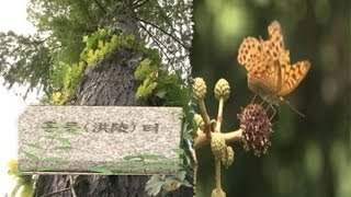 VISIT SEOUL서울기행2 홍릉수목원Hongneung Arboretum [upl. by Atirat]