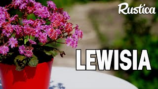 Le lewisia une plante grasse résistante [upl. by Orna]