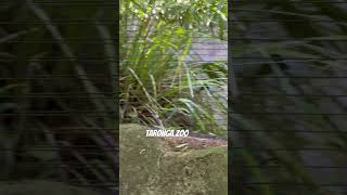 🔥lovely view of taronga zoo🔥wildlife youtubeshort photography travel trendingshorts birdsdy [upl. by Larine]