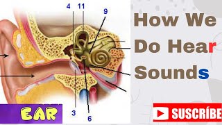 Human Ear  Structure amp working  Hear Sound  How Our Ear works  Journey Of Sound To The Brain [upl. by Werdnael]