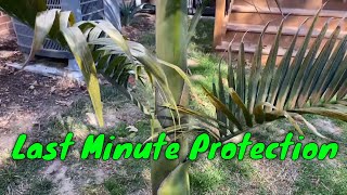 Last Minute King Palm Protection [upl. by Isleana728]