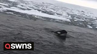 Incredible underwater footage captures orcas singing together in Antarctic Ocean  SWNS [upl. by Kape623]