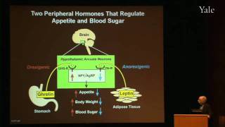 Surviving Starvation The GhrelinGrowth Hormone Axis Pt I [upl. by Dleifyar]