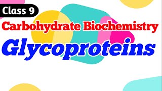 Glycoproteins  Carbohydrate Biochemistry Class 9 [upl. by Vito]