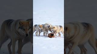 The Incredible Adaptations of the Arctic Wolf [upl. by Greenwald]