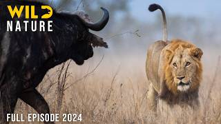 WILD SAVANNAH  Survival Stories from the Heart of Africa  Animal documentary [upl. by Namlak]